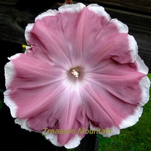 1 Professional Pack, 20 seeds / pack, Morning Glory Chocolate Rare color Huge Flower #NF227