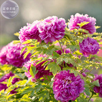 'Zicaihua' Purple Peony Seeds, 5 seeds, professional pack, a must for loving big flowers E4114