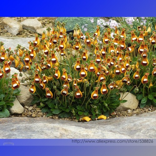 Calceolaria Uniflora Rare Perennial Flower Seeds, Professional Pack, 30 Seeds / Pack, Lady's Purse Slipper Flowers #NF947
