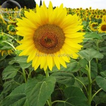 Heirloom Garden 'smiling face' Sunflowers with orange eye, 15 seeds, ornamental bonsai garden plants E3683