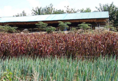 RED JEWEL MILLET Setaria Italica Ornamental Grass Flower Seeds, professional pack, 500 Seeds TS293T
