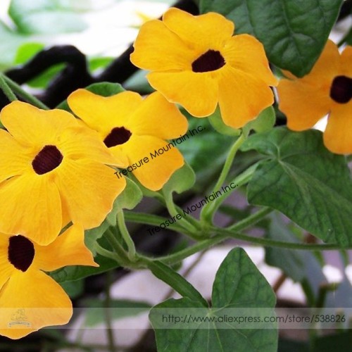 Heirloom Yellow Orange White 'Dream' Morning Glory Climbing Annual Flower with Black Eye Seeds, Professional Pack, 10 Seeds