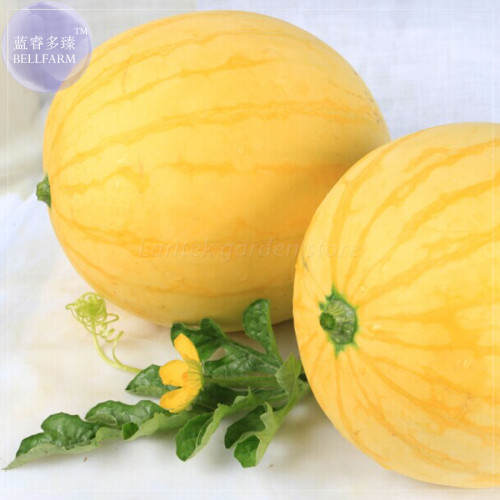 BELLFARM Yellow Skin Red Watermelon Seeds, 50 Seeds, Professional Pack, 14% sugar contained juicy organic seeds E4204