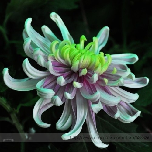 Green Blue Purple Chrysanthemum Perennial Flower Seeds, Professional Pack, 50 Seeds / Pack #NF966