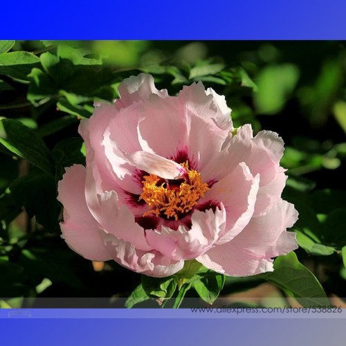 Rare New Pink Monopetalous Peony with Red Spot Heart Seeds, Professional Pack, 5 Seeds . Pack, Light Fragrant Flowers #NF649