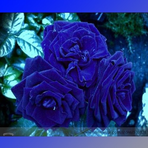 Rare Heirloom 3-Flower Blue Damask Rose Bush Flower Seeds, Professional Pack, 50 Seeds / Pack, Fragrant New Year Flower