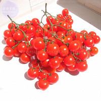 Riesentraube Cherry Tomato Seeds, 100 seeds, professional pack, organic infinite growth bright red smooth cherry TS389T