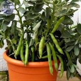 Masterpiece Green Broad Bean, 5 Seeds, Professional Pack, organic tasty bean vegetables TS358T