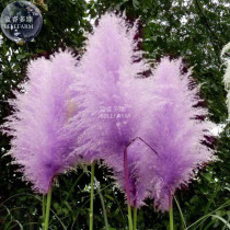 BELLFARM Hybrid Purple Pampas Grass Cortaderia selloana, 20 seeds, 100% real ornamental grass seeds E4269