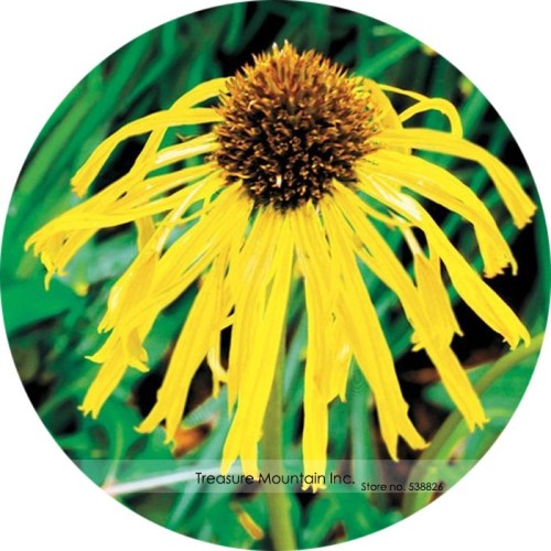 USA Imported Yellow Spider Echinacea purpurea Coreflower Seeds, Professional Pack, 100 Seeds / Pack, Easy to grow Very Beautiful