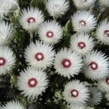 Syncarpha Vestita Cape Slow a Cluster of White Flower with Red White Eye, 5 Seeds, very rare imported seeds TS271T