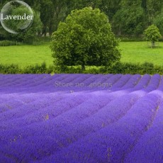 Nature Fresh Beautiful Purple Lavender, 100 Seeds, improve the environment attract butterflies light up garden E3606