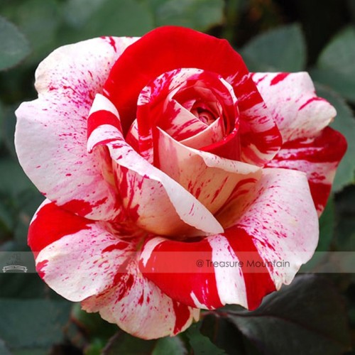 1 Professional Pack, 50 seeds / pack, New Pink Rose Red Strip Shrub Flower Seeds #NF386