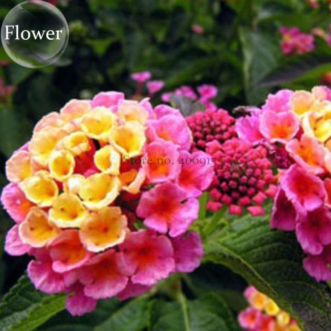 Pink Yellow Lantana Camara Perennial Flowers, 10 Seeds, 'Christine' Shrub Verbenas Ham And Eggs Butterfly Garden E3802