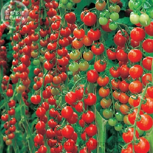 Dolce Vita Organic Cherry Tomato Seeds, professional pack, 100 Seeds TS287T