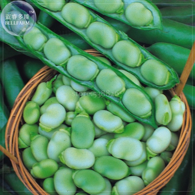 Masterpiece Green Broad Bean, 5 Seeds, Professional Pack, organic tasty bean vegetables TS358T