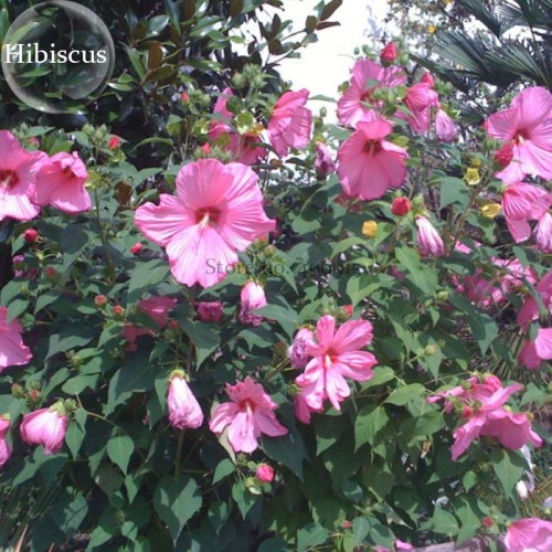 Perennial Rosemallow Mixed Hibiscus Flowers, 20 seeds, quietly brilliant flowers E3841