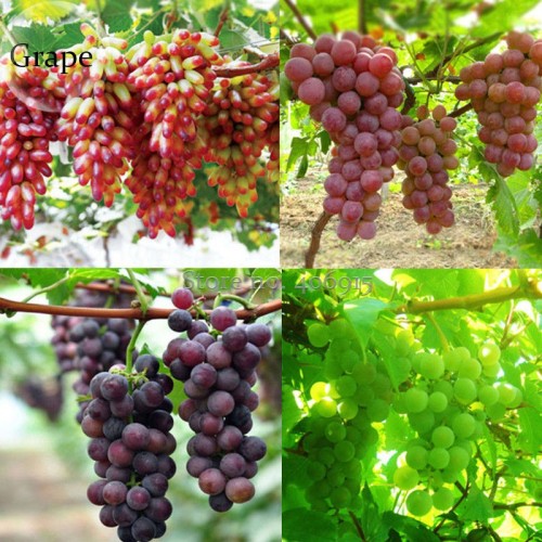 Mixed Sweet Seedless Grape Fruits, 15 seeds, juicy flesh sweet and delicious green red dark purple fruits E3685