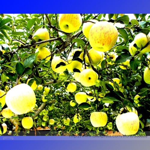 Heirloom Yellow Apple Fruit with Red Stripe Shrub Tree Seeds, Professional Pack, 10 Seeds / Pack, Sweet Crisp Fruit #NF933