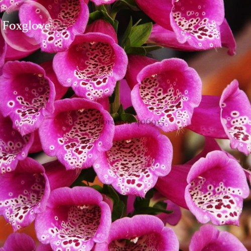 Purple Foxglove Flowers, 100 Seeds, home garden digitalis flower plant balcony decor E3804