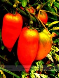 'Opalka' Organic Polish Heirloom Tomato Seeds, Professional Pack, 100 Seeds / Pack, Deliciously Sweet Fruit E3315