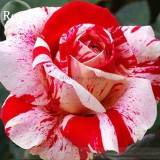 Mixed 9 Types of Rare Rose Perennial Flowers, 50 seeds, Pink Black Red Purple chocolate coffee Blue Rainbow climbing E3806