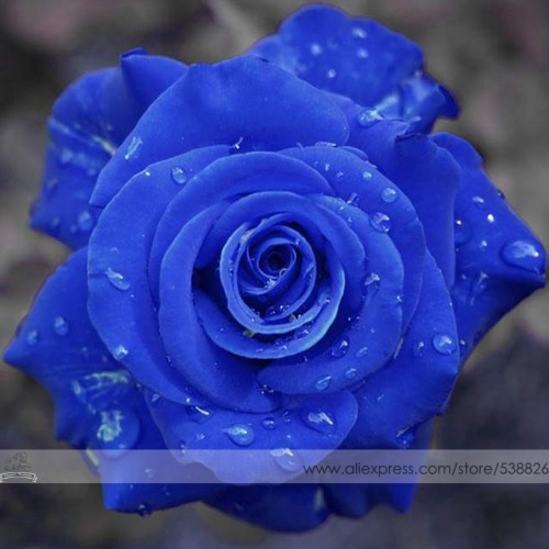 1 Professional Pack, 50 seeds / pack, New Wild Blue Rose Plant Seed, Strong Fragrant Flowers #NF540