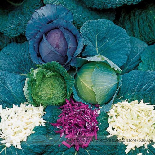 Park's All-Purpose Blend Cabbage Seeds, Professional Pack, 150 Seeds / Pack, dark green, dark red, and savoy Vegetables #TS195