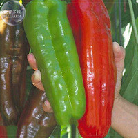 Giant Pepper Hybrid 'OX Horn' Vegetable Seeds, 100 seeds, professional pack, edible sweet vegetables E4120