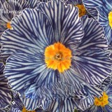 Rare Blue White Striped Evening Primrose with yellow eyes, 30 Seeds, cordate telosma night willow herb light up your garden