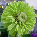BELLFARM Rare Zinnia Seeds, 50 Seeds, Professional Pack, giant  youth-and-old-age E4189