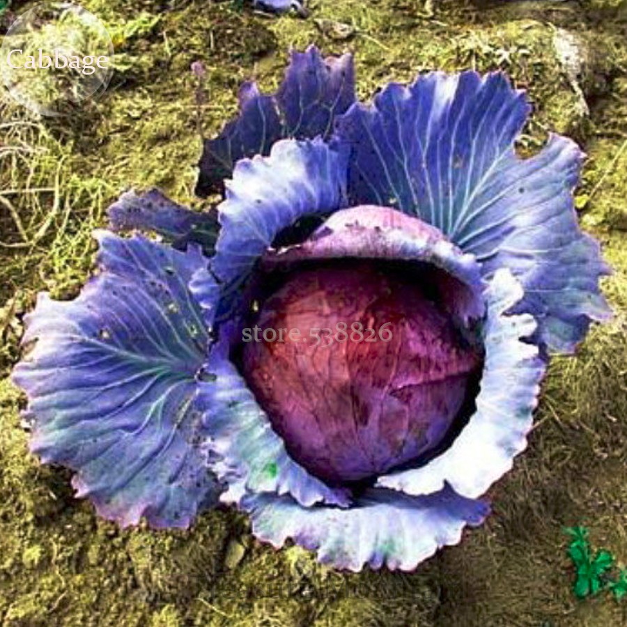 Back To Nature Red Acre Cabbage Seeds – Organic, Non-GMO, Heirloom – Easy Grow Annual