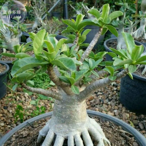 Us 1 59 Bellfarm White Adenium Desert Rose With Orange Edge Flower Seeds 2 Seeds Professional Pack 4 Layer Bonsai Home Garden Plants M Deargogo Com