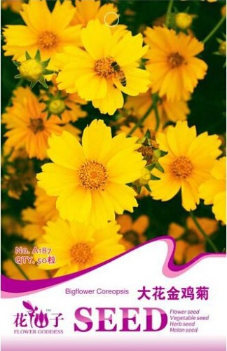 Big Coreopsis Seeds, 1 Original Pack, 50 Seeds / Pack, Beautiful Yellow Coreopsis #A187