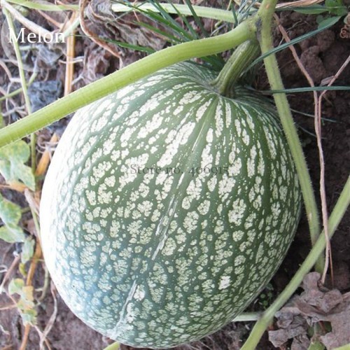 Heirloom Malabar Gourd Seeds, 8 seeds,  fig leaf gourd chilacayote asian pumpkin E3856