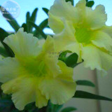 BELLFARM Light Green Adenium Desert Rose Seeds, 2 seeds, professional pack, single petals bonsai home garden plants