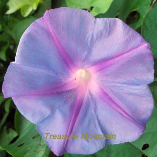 1 Professional Pack, 50 seeds / pack, Purple Morning Glory Seeds Ipomoea Nil Very Easy to Grow #NF218