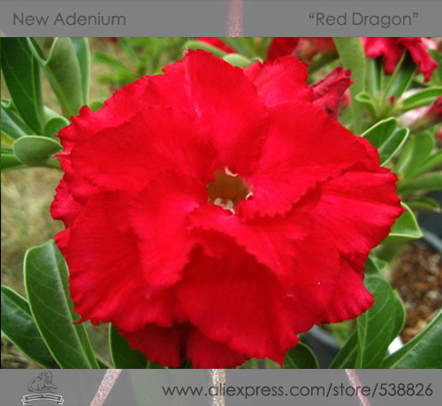 1 Professional Pack, 2 seeds / pack, Variegated Adenium Obesum Red Dragon Desert Rose Flowers Seeds #NF290