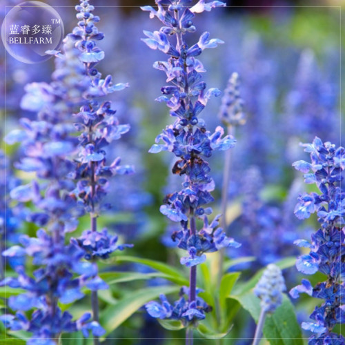 BELLFARM Imported Hyssop - Plant Hyssop Seeds, Professional Pack, 20 Seeds, creates a strong, aromatic honey E4225