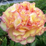 Heirloom 'Wudao' Big Blooming Wavy Yellow Peony with red edge, 5 seeds, Chinese light fragrant peony perennial flowers E3893