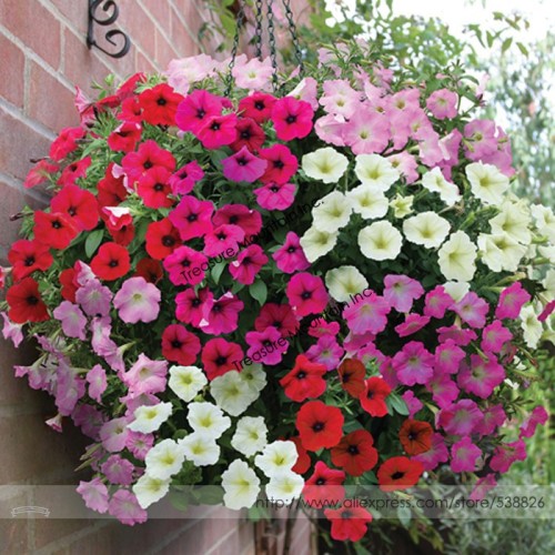 Rare Hanging Petunia Mixed (Pink White Red Light pink Rose red Purple Dark red) Seeds, Professional Pack, 200 Seeds / Pack TS030