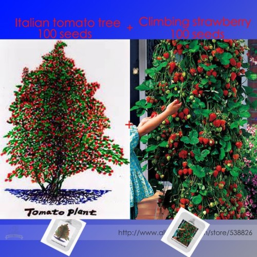 Italian Giant Tomato Tree Seeds 100+ & Red Climbing Strawberry Seeds 100+, 2 Professional Packs, 100 Seeds / Pack, Super Value