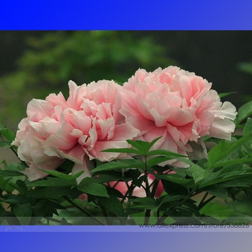 Rare Heirloom Pink Peony 'Gu Luo Kui' Garden Plant Seeds, Professional Pack, 5 Seeds / Pack, Very Beautiful Flowers NF644