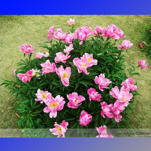 Clusters of Pink Chinese Herbaceous Peony Flower Seeds, Professional Pack, 5 Seeds / Pack, Light Fragrant Flower #NF742