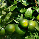 BELLFARM Orange Mandarin Citrus Fruit Seeds, 20 seeds, professional pack, tasty juicy sweet home garden tree