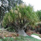 BEAUCARNEA recurvata Ponytail Palm, 5 Seeds, bonsai garden plants  E3770