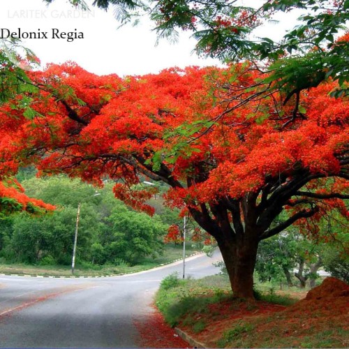 Heirloom Delonix Regia Red Flame Tree seeds, ornamental beautiful tree with red compact flowers E3842