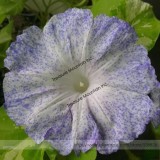 Japan White with Purple Spot Morning Glory Annual Large Flower Seeds, Professional Pack, 10 Seeds / Pack, Very Beautiful #TS034