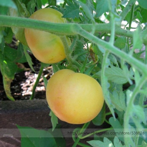 'Wapsipinicon Peach' Organic Heirloom Tomato Seeds, Professional Pack, 100 Seeds / Pack, Unusual Cream Yellow Gourmet Tomato
