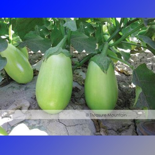 1 Original Pack, 60 Seeds / Pack, Green Fat Eggplant Seed Chinese Vegetable Organic Aubergine #NF379